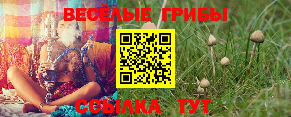Псилоцибиновые грибы прущие грибы Кириши